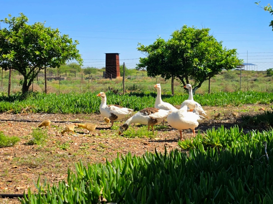 3 Bedroom Property for Sale in Upington Rural Northern Cape